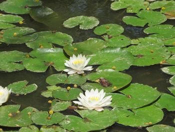 High angle view of lotus water lily in lake