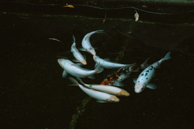 Close-up of fish swimming in sea