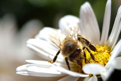 Close-up of bee pollinating on white flower