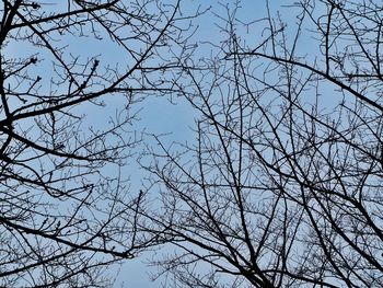 Low angle view of bare tree against blue sky