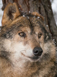 Close-up of dog during winter