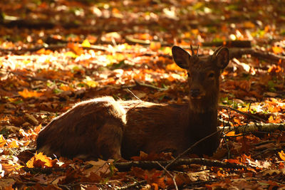 View of a reptile on field during autumn