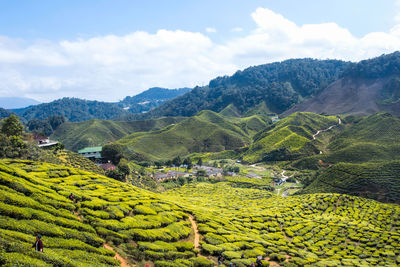 Tourist travel to tea plantation cameron highlands, malaysia