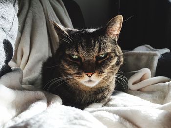 Portrait of cat relaxing on bed