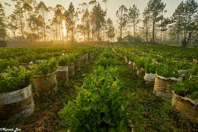 Trees growing in field