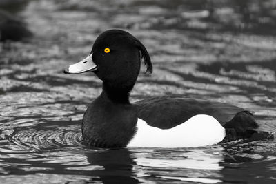 Close-up of duck swimming in lake