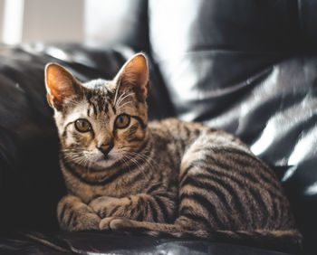 Close-up portrait of tabby cat