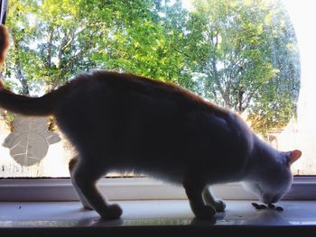 Cat walking on window