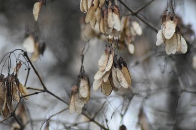 Close-up of dry leaves hanging on branch