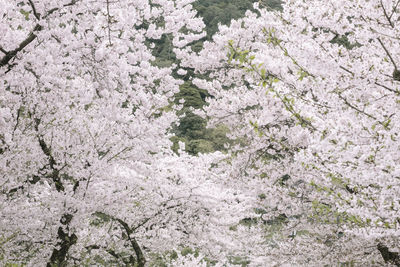 Full frame shot of tree