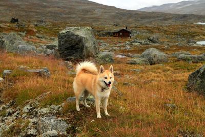 Dog standing in a field