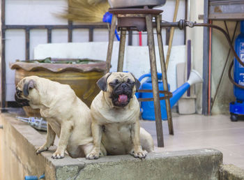 Dogs sitting outdoors