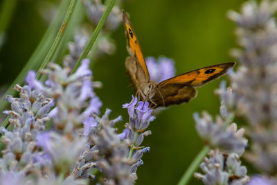 Close-up of butterfly on purple flower