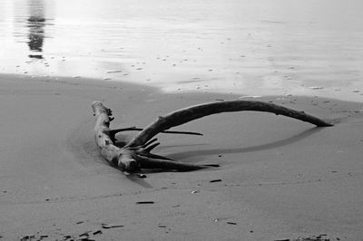 High angle view of driftwood on beach