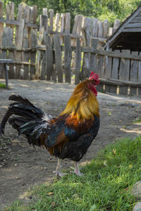 Close-up of rooster on field