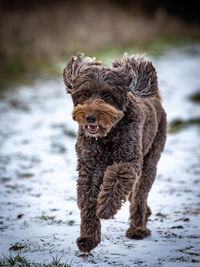 Portrait of dog sticking out tongue on land