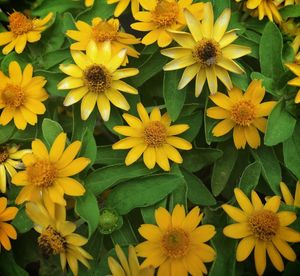 Close-up of yellow flower