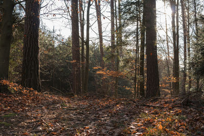 Trees in forest during autumn