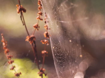 Cobweb forest