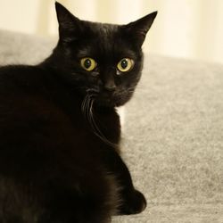 Close-up portrait of black cat