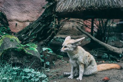 Cat relaxing on rock