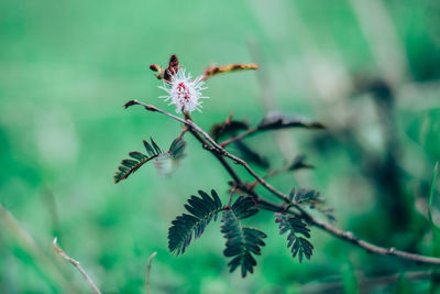 Close-up of caterpillar on plant