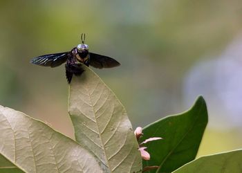 Close-up of butterfly on leaf