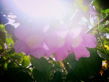 Close-up of pink flower