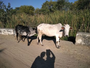 Cow standing on sand against sky