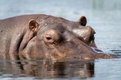 Close-up of hippo in river watching camera