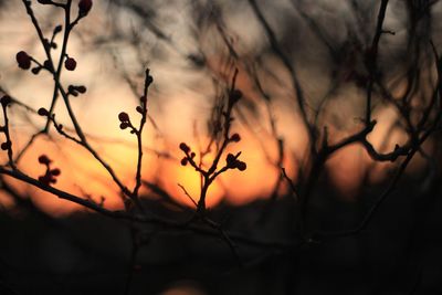 Close-up of silhouette plant against sky at sunset