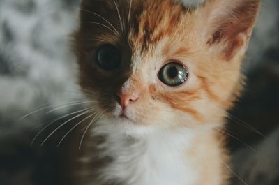 Close-up portrait of cat