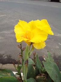 Close-up of yellow flower