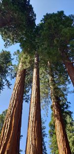 Low angle view of trees against sky