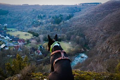 Dog on mountain landscape