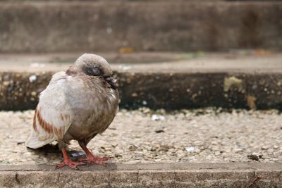 Close-up of bird perching on wall