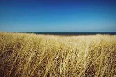 Scenic view of field against clear blue sky