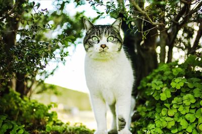 Portrait of cat against plants