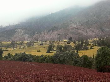 Scenic view of agricultural landscape