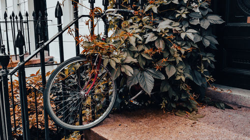 Dry leaves on bicycle during autumn