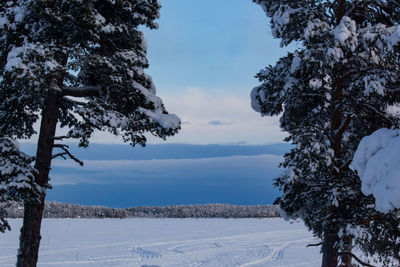 Trees on snow covered land against sky