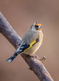 Close-up of bird perching on a branch