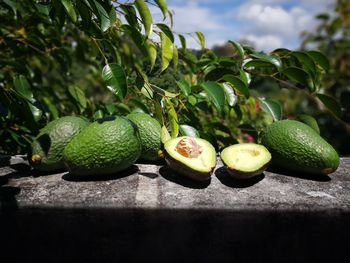 Close-up of fruits growing on tree