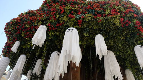 Low angle view of white flowers hanging on tree