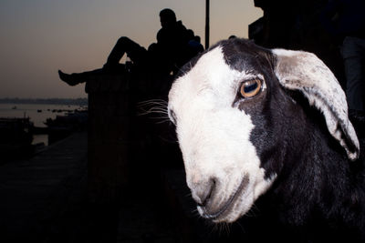 Close-up of goat with silhouette man in background