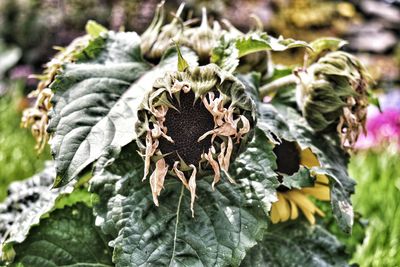 Close-up of wilted plant