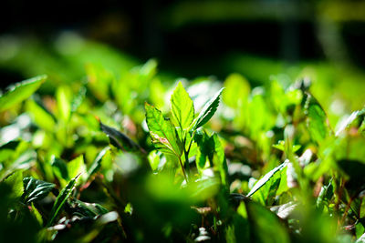 Close-up of plants growing on field