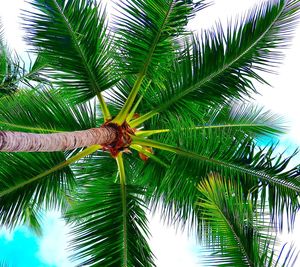 Low angle view of coconut palm tree