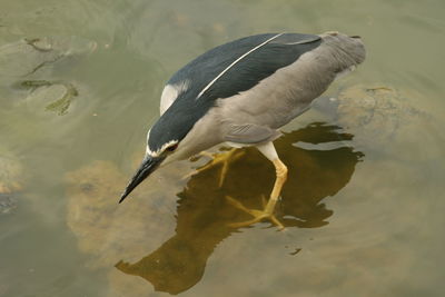 High angle view of black-crowned night heron in lake