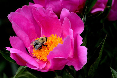 Close-up of honey bee on pink flower